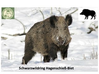 Einladung zur Jahresbesprechung des „Schwarzwildring Hagenschieß-Biet“ - Auch für alle Mitjäger